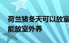 荷兰猪冬天可以放室外养吗 荷兰猪冬天能不能放室外养