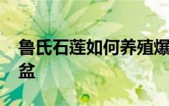 鲁氏石莲如何养殖爆盆 鲁氏石莲怎样养殖爆盆