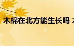 木棉在北方能生长吗 木棉在北方能不能生长