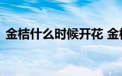 金桔什么时候开花 金桔开花的时候怎么养护