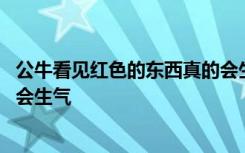 公牛看见红色的东西真的会生气吗 公牛看见红色的东西是否会生气