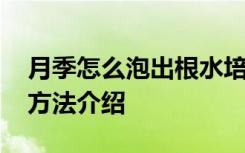 月季怎么泡出根水培生根方法 月季水培生根方法介绍