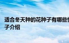 适合冬天种的花种子有哪些快点进来看看 适合冬天种的花种子介绍