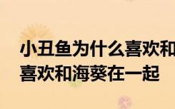 小丑鱼为什么喜欢和海葵在一起 小丑鱼为何喜欢和海葵在一起