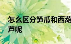 怎么区分笋瓜和西葫芦 怎么区分笋瓜和西葫芦呢