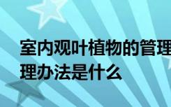室内观叶植物的管理办法 室内观叶植物的管理办法是什么
