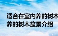 适合在室内养的树木盆景有哪些 适合在室内养的树木盆景介绍