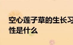 空心莲子草的生长习性 空心莲子草的生长习性是什么