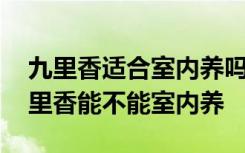 九里香适合室内养吗怎么才能养好九里香 九里香能不能室内养