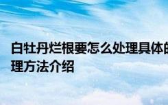 白牡丹烂根要怎么处理具体的处理方法是什么 白牡丹烂根处理方法介绍