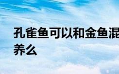 孔雀鱼可以和金鱼混养么 孔雀鱼能和金鱼混养么