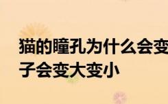 猫的瞳孔为什么会变大变小 为什么猫的眼珠子会变大变小