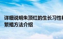 详细说明朱顶红的生长习性和繁殖方法 朱顶红的生长习性和繁殖方法介绍