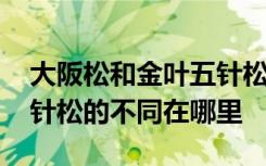 大阪松和金叶五针松的区别 大阪松和金叶五针松的不同在哪里