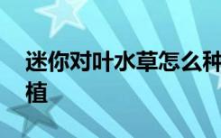 迷你对叶水草怎么种植 迷你对叶水草如何种植