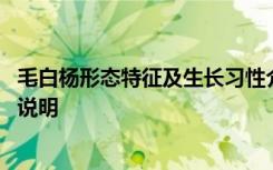 毛白杨形态特征及生长习性介绍 毛白杨形态特征及生长习性说明