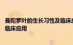 曼陀罗叶的生长习性及临床应用介绍 曼陀罗叶的生长习性及临床应用