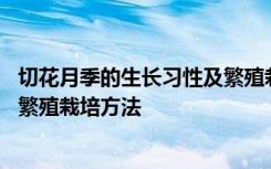 切花月季的生长习性及繁殖栽培方法 切花月季的生长习性和繁殖栽培方法