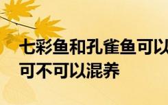 七彩鱼和孔雀鱼可以混养吗 七彩鱼和孔雀鱼可不可以混养