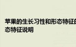 苹果的生长习性和形态特征的详细介绍 苹果的生长习性和形态特征说明