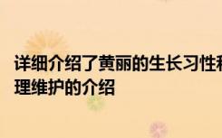 详细介绍了黄丽的生长习性和管理维护 黄丽的生长习性和管理维护的介绍