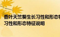 香叶天竺葵生长习性和形态特征的详细介绍 香叶天竺葵生长习性和形态特征说明