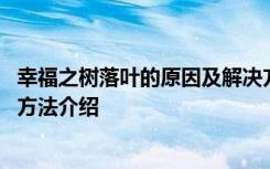 幸福之树落叶的原因及解决方法 幸福之树落叶的原因及解决方法介绍