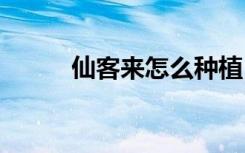 仙客来怎么种植 仙客来如何种植