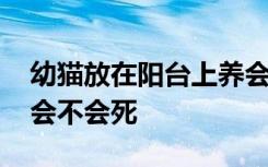 幼猫放在阳台上养会死吗 幼猫放在阳台上养会不会死