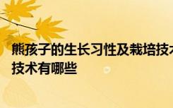 熊孩子的生长习性及栽培技术介绍 熊孩子的生长习性及栽培技术有哪些