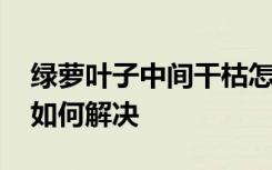 绿萝叶子中间干枯怎么办 绿萝叶子中间干枯如何解决