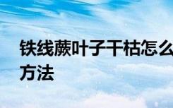 铁线蕨叶子干枯怎么办 铁线蕨叶子干枯处理方法