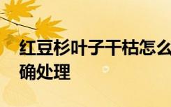 红豆杉叶子干枯怎么办呢 红豆杉叶子干枯正确处理