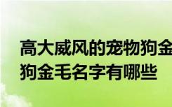 高大威风的宠物狗金毛名字 高大威风的宠物狗金毛名字有哪些