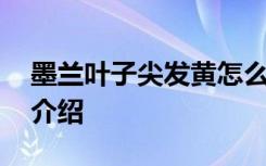 墨兰叶子尖发黄怎么办 墨兰叶子尖发黄原因介绍