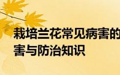 栽培兰花常见病害的诊断与防治 兰花常见病害与防治知识