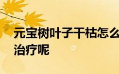 元宝树叶子干枯怎么治 元宝树叶子干枯如何治疗呢