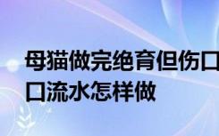 母猫做完绝育但伤口流水 母猫做完绝育但伤口流水怎样做