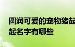 圆润可爱的宠物猪起名字 圆润可爱的宠物猪起名字有哪些