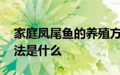 家庭凤尾鱼的养殖方法 家庭凤尾鱼的养殖方法是什么