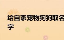 给自家宠物狗狗取名字 温顺的宠物狗狗取名字