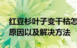 红豆杉叶子变干枯怎么办 红豆杉叶子变干枯原因以及解决方法