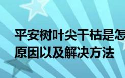 平安树叶尖干枯是怎么回事 平安树叶尖干枯原因以及解决方法