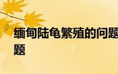 缅甸陆龟繁殖的问题 缅甸陆龟繁殖有哪些问题