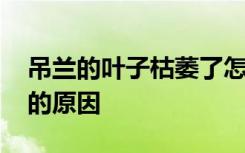 吊兰的叶子枯萎了怎么回事 吊兰的叶子枯萎的原因