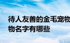 待人友善的金毛宠物名字 待人友善的金毛宠物名字有哪些