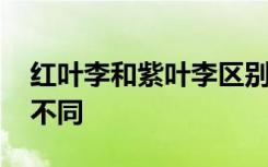 红叶李和紫叶李区别 红叶李和紫叶李有哪些不同