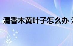 清香木黄叶子怎么办 清香木黄叶子如何处理