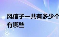 风信子一共有多少个品种 风信子常见的品种有哪些