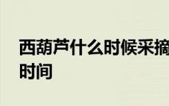 西葫芦什么时候采摘才最好 西葫芦采摘最佳时间